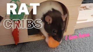 Rat Cribs - tour of our little critters house #cuterats #petlove #pets #animals #ratlove #animals