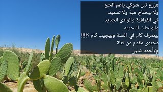 فدان التين الشوكي بيكلف كام وبينتج كام ؟!!!! دراسة جدوى من جوا المزرعة وفعلا مش بيحتاج مية وغير مكلف