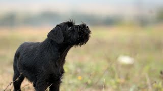 Are Scottish Terriers Aggressive?