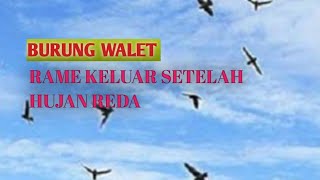 bikin merinding rame nya burung walet setelah hujan reda @sp akau jawara