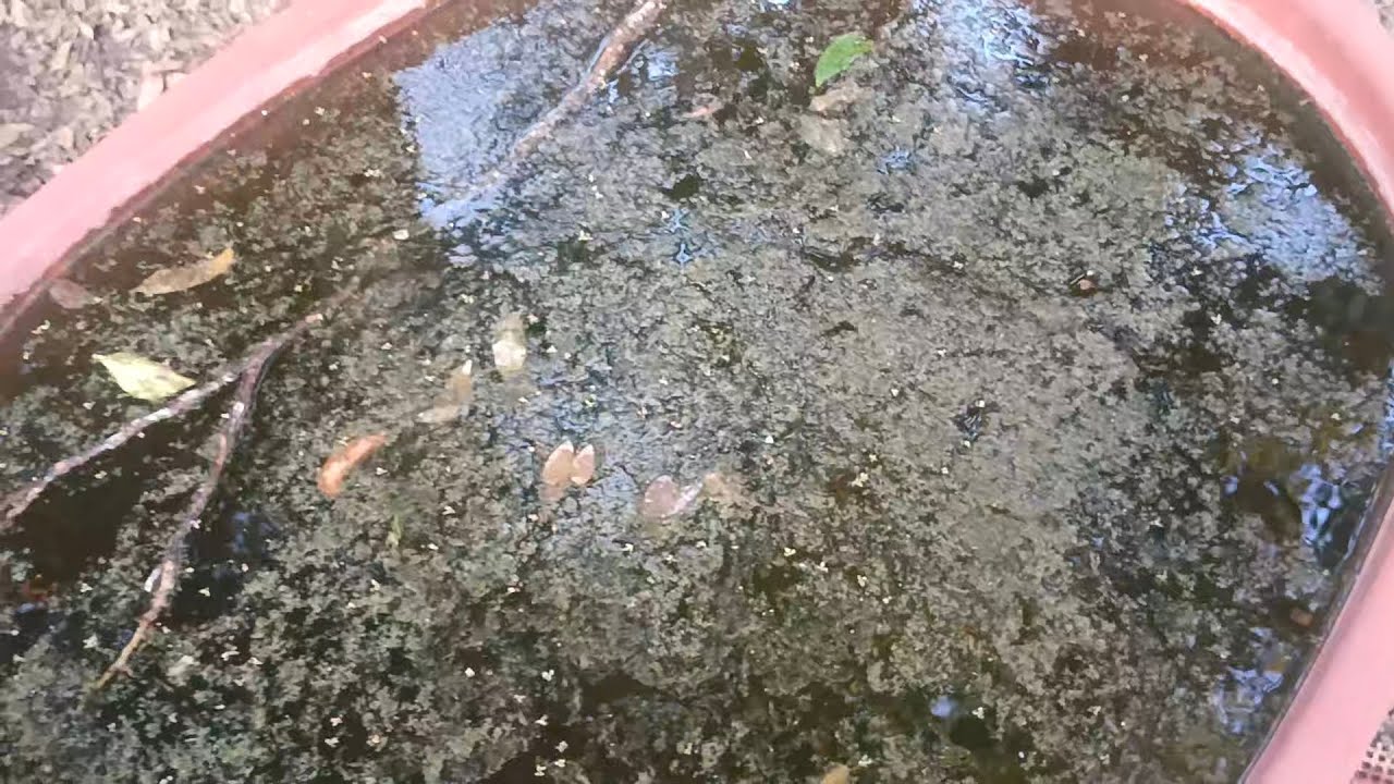 Llegó al criadero y me encuentro mi estanque en estás condiciones 