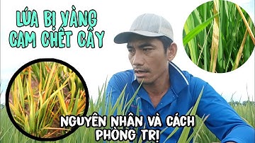 BỆNH VÀNG CAM CHẾT CÂY - Cách phòng ngừa hiệu quả nhất | lê chung vlog