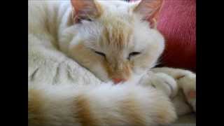 Goldy the Flame Point Siamese Cat