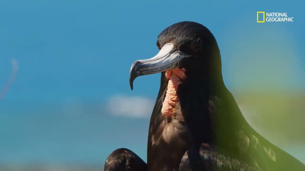 Arquipélago de Abrolhos e sua variedade de aves | Brasil Selvagem