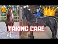 Taking care of the horses...👑⭐ | Friesian Horses