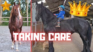 Taking Care Of The Horses Friesian Horses