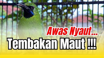 🔴 SUARA TERBAIK CUCAK IJO GACOR AMPUH UNTUK PANCINGAN DAN MASTERAN KICAUAN‼️ #cucakijomini