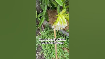 Thumbnail of How to hand Pollinate Dragon Fruit flower