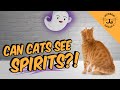 Can Cats See Spirits, Ghosts, or the Supernatural?