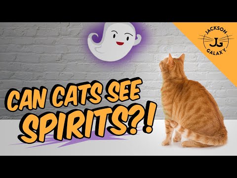 Video: Ar Katės Gali Pamatyti „dvasias“? Mokslas Sako, Kad Jie Girdi „nematomą“mums Dažniai - Alternatyvus Vaizdas