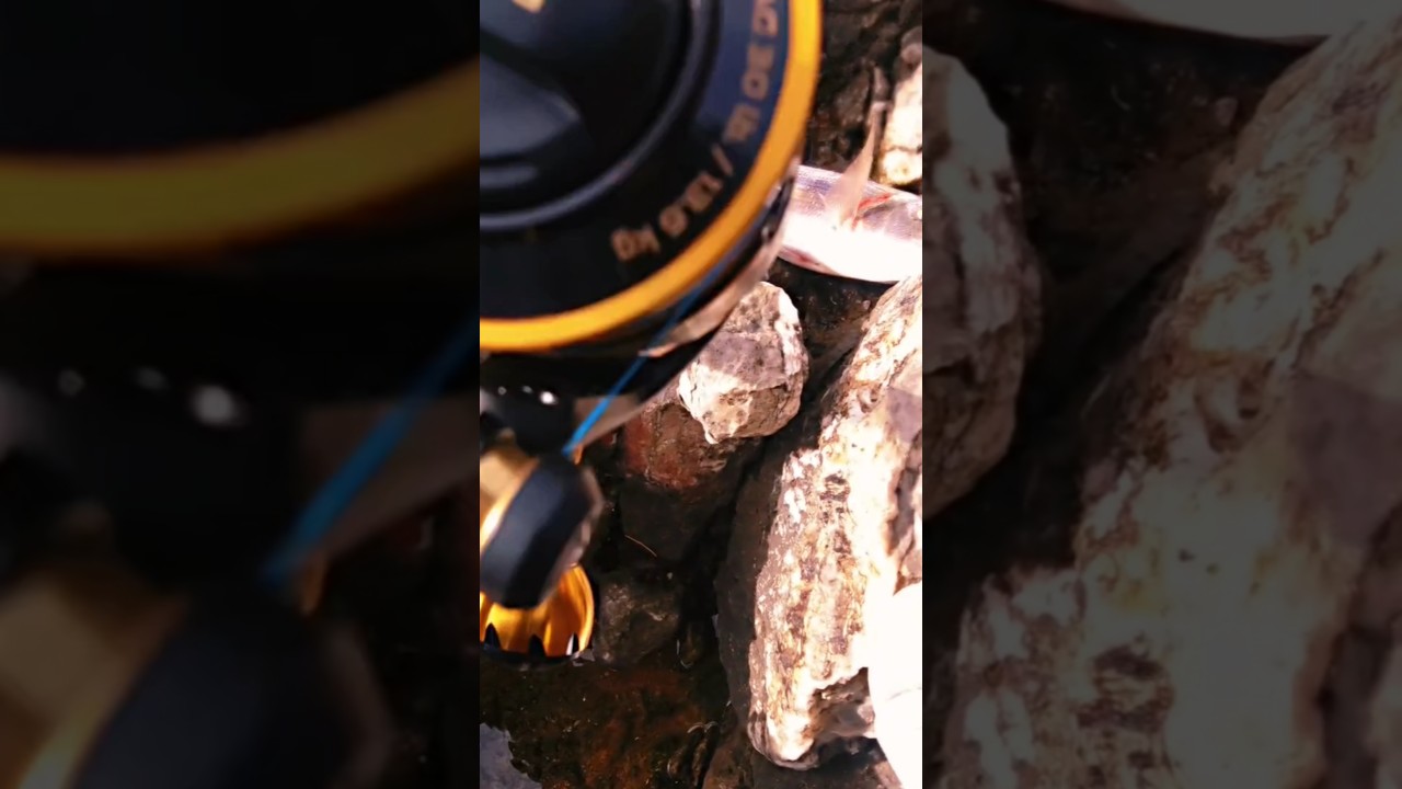 Πρώτη δοκιμή για το Westin W2 30-100 #fishing #fish #fishinglife #ψάρεμα #shorts