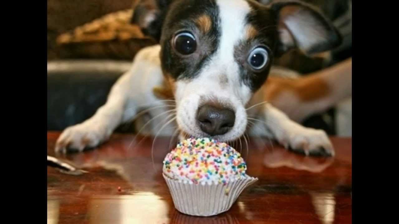 (Als je lacht ben je af') 2 DIEREN SPECIAL Frankie (Als je lacht ben je af') 2 DIEREN SPECIAL Frankie