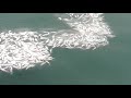 nelayan kecil berlimpah ...dapat tangkepan ikan terbanyak..di merauke