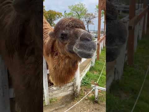 神戸でらくだにおやつをあげた日の思い出🐪 神戸どうぶつ王国のフタコブラクダ🐪 #shorts