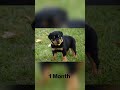 Rottweiler growth day 1 to 1 year dog status shortsviralshort.roadto1ksubcribers