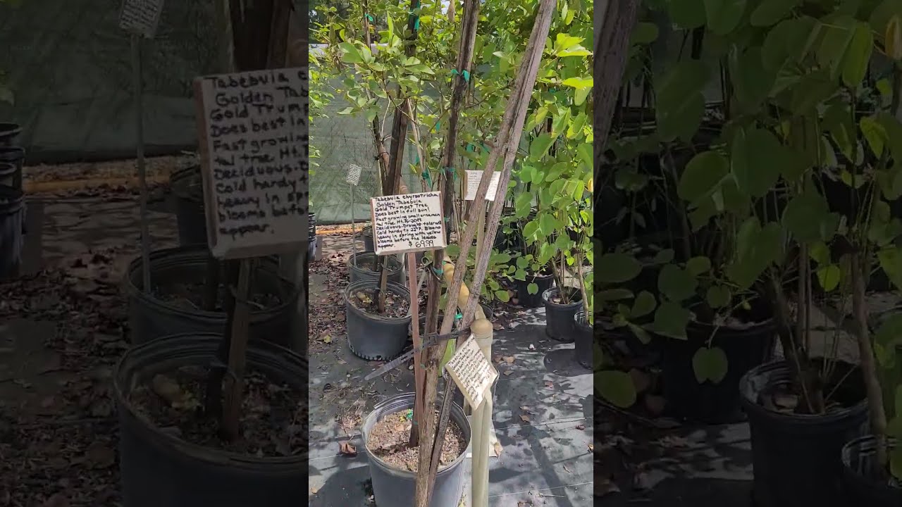 DeBary Nursery, Florida