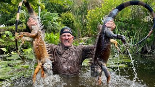 HomeMade Trap to Catch Giant Green Iguanas! {Catch Clean Cook} the BIGGEST i’ve ever Seen!