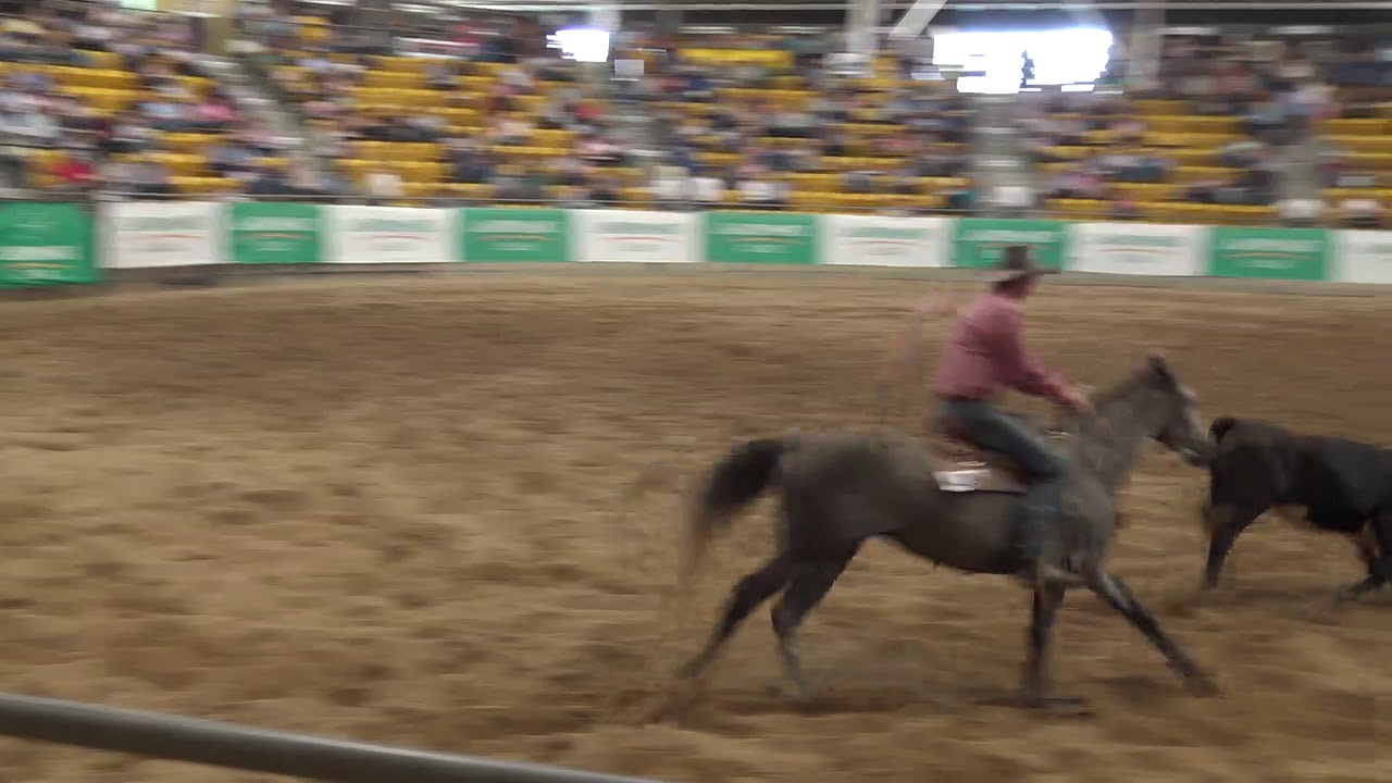 2019 Landmark Classic Sale Lot 439 Millungeras Rosemary. 17,000 YouTube