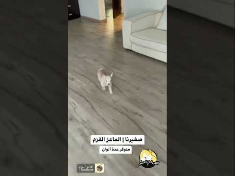 صغيرنا الماعز القزم