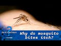 Why do mosquito bites itch? Here are the dangers of scratching | JUST CURIOUS