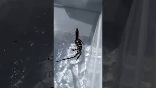 mandiin biawak kali!!