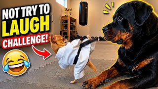 Try Not To Laugh Funny Animal Videos Compilation