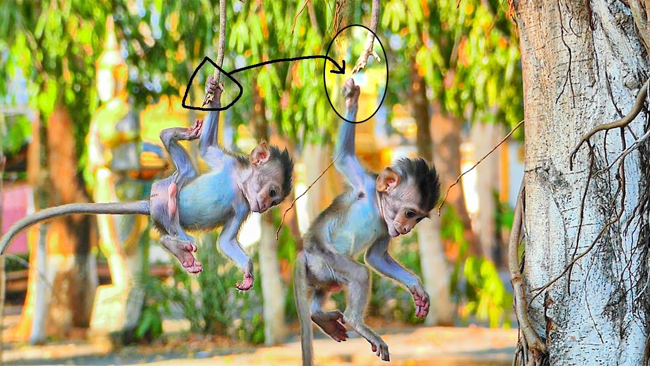 Funny baby monkey and Adorable Monkey.... Adorable movement while baby ...