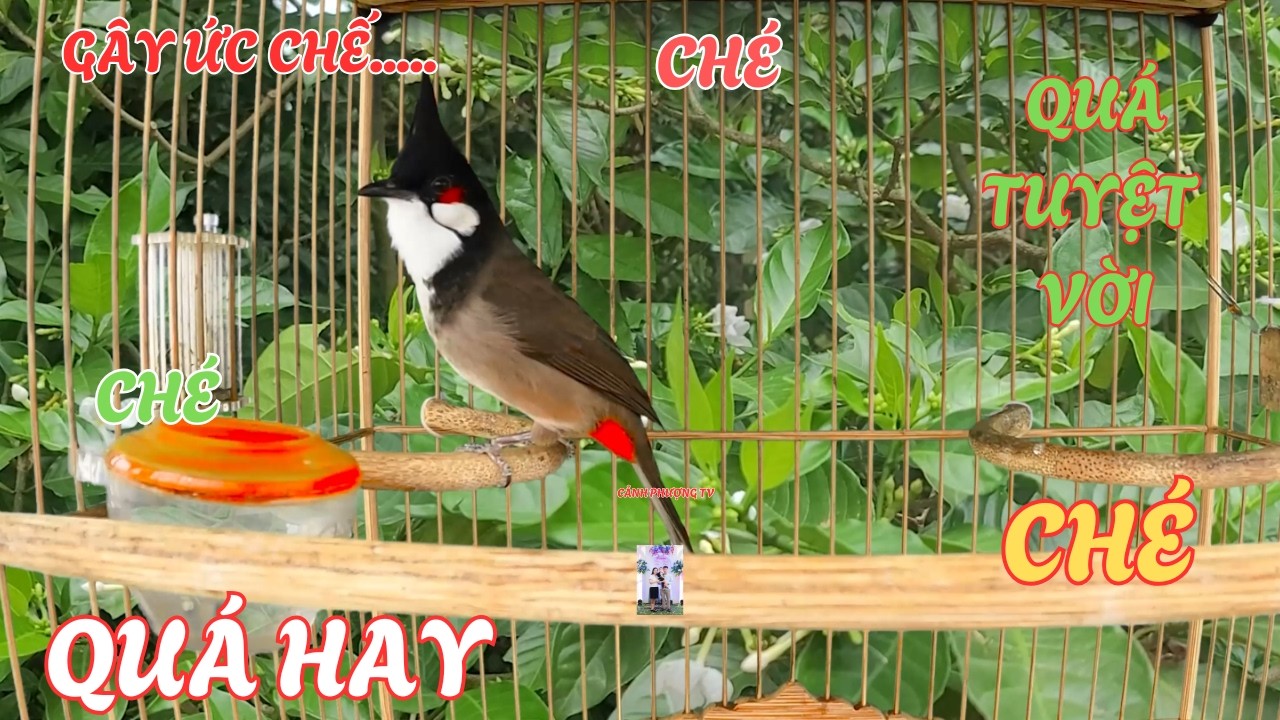 Luyện chào mào hót căng lửa, QUÁ HAY - CHÉ KÍCH BỔI CĂNG ĐÉT, Cách luyện chào mào hót sáng, chao mao