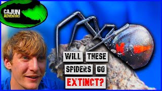 Are Black Widows Going EXTINCT?!