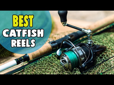 Is This the Best Catfish Reel for the Money?