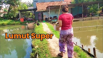 Info tempat penjual umpan lumut di Jakarta ada lumut kasar dan halus