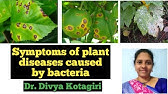 Disease - Causing Microorganisms in Animals and Plants | Biology - YouTube