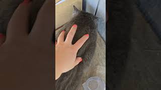 Feeding "Ballzee" #rescuedcat