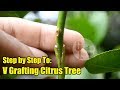 V grafting citrus tree step by step