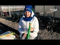 Кроты медведки карбыши легко изгонит Чистон 3