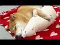 Funny Shiba Inu Compilation 2017 - Best Funny Shiba Inu Videos Ever