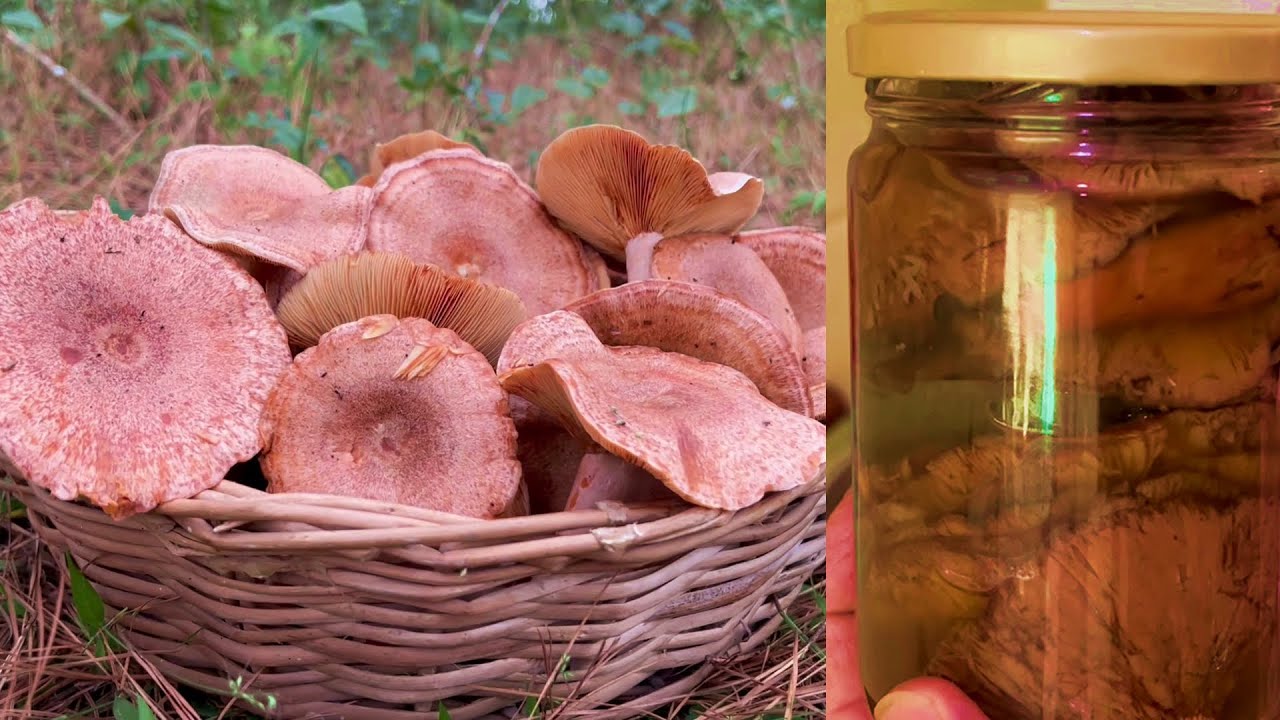 Conserva de Cogumelos LACTÁRIO DELICIOSO