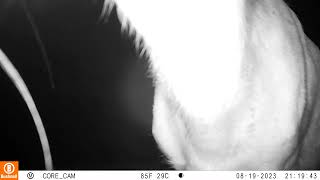 small buck sniffing camera