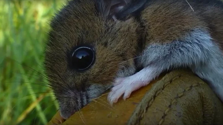 Research Perspectives: Cotton rats, switchgrass, a...