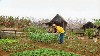 Orphan Boy Transforms Dry Land into a Thriving Garden After Drought Turned His Land to Dust