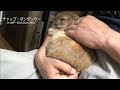 甘えん坊すぎるうさぎ(チャップ・ダンダンウー) A rabbit like a baby
