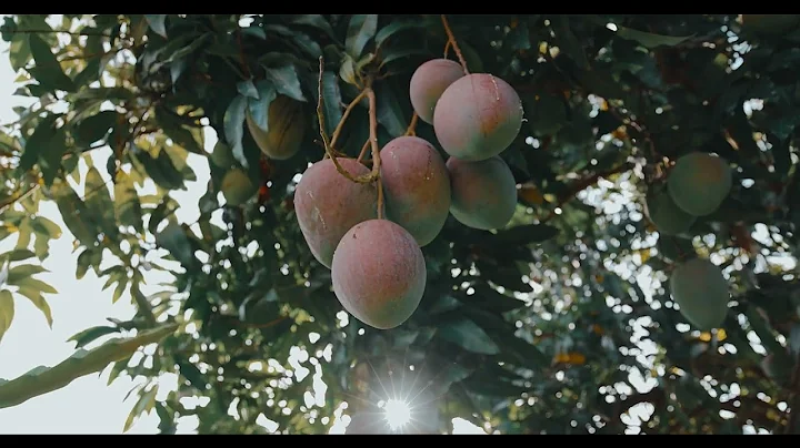 11760139 uhd 4096 2160 30fps