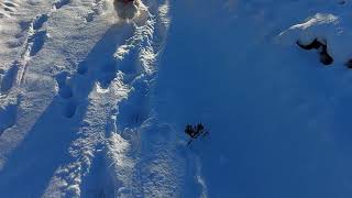 Fox terrier Nobby&#39;s speedy recall in the snow
