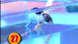 Ratinho Mergulhador no Domingao do Faustao -  Mouse Diver