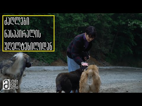 ძაღლები ნასაკირალის უღელტეხილიდან