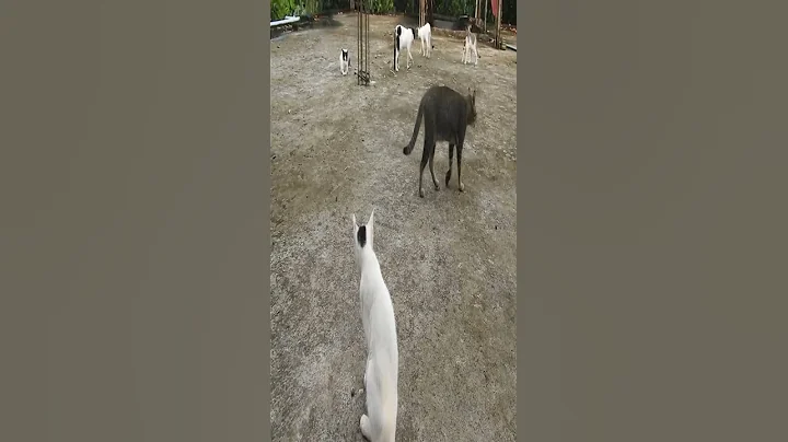 Video 6953171: cat cutecat funnycats, cat fight funniest, cutecats dog funnycats, cats dogs best funniest, funnycats lover