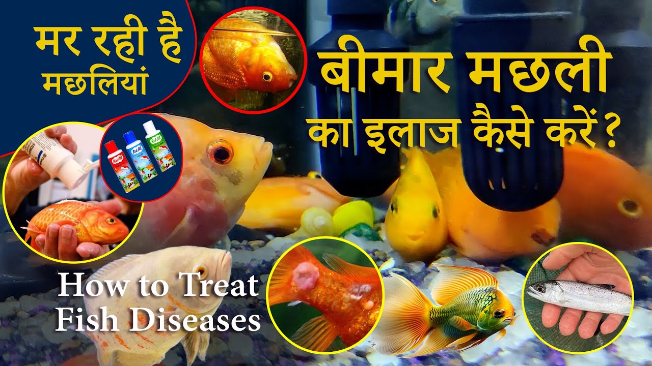 How to Treat Aquarium Fish Diseases बीमार मछली का इलाज कैसे करें - YouTube