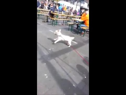 17-year-old deaf dog rocks out at concert