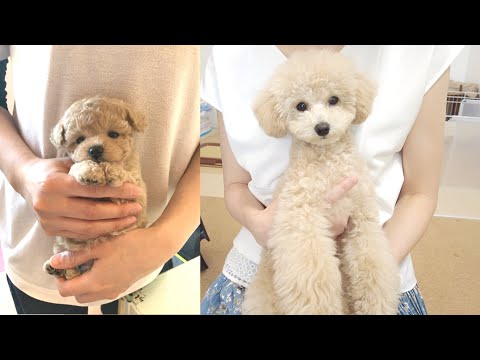 ちっちゃいパピーが生後6ヶ月でこんなに大きい子犬になりました！【トイプードル】