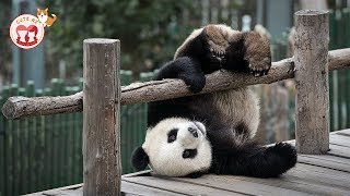 Cutest &amp; Funniest Panda - Funniest Animals Videos 2018